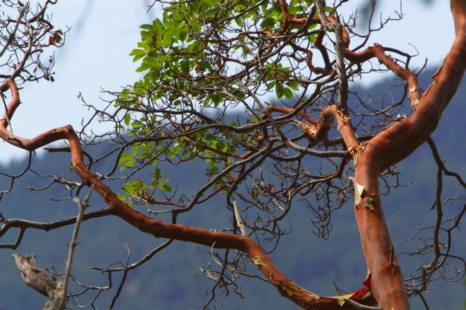 Madrone