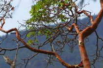 Madrone