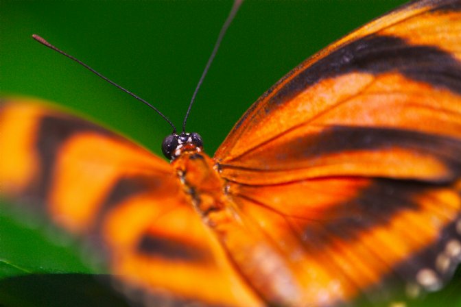 Another butterfly