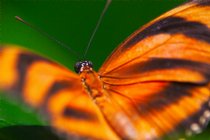 Another butterfly