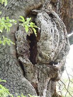 Oak burl
