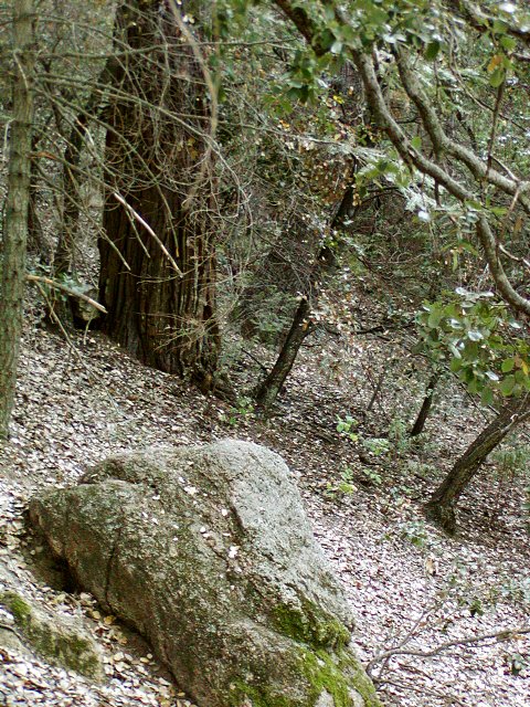 Hillside