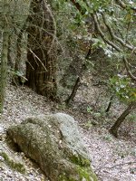 Hillside