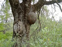 Trunk