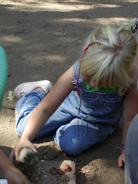 Cracking acorns