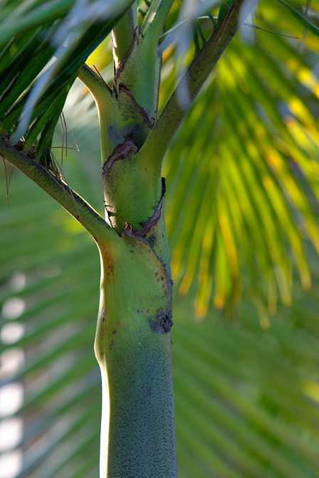 Frond base