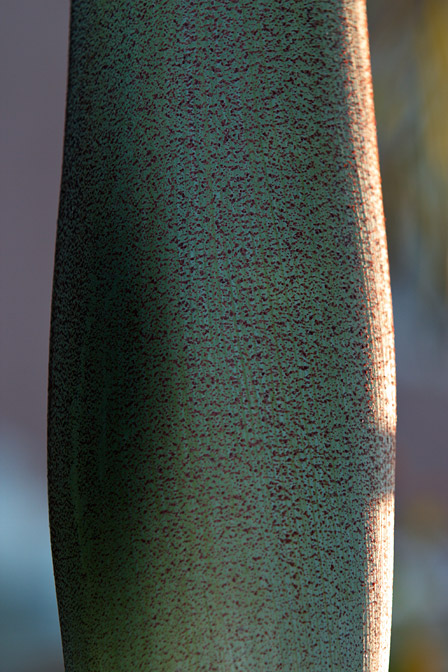 Stalk