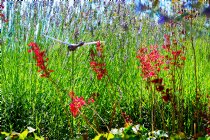 Cassel Garden