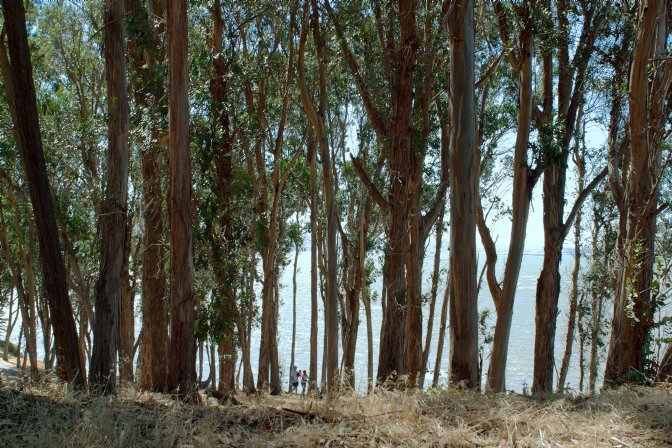 Coyote Point Grove
