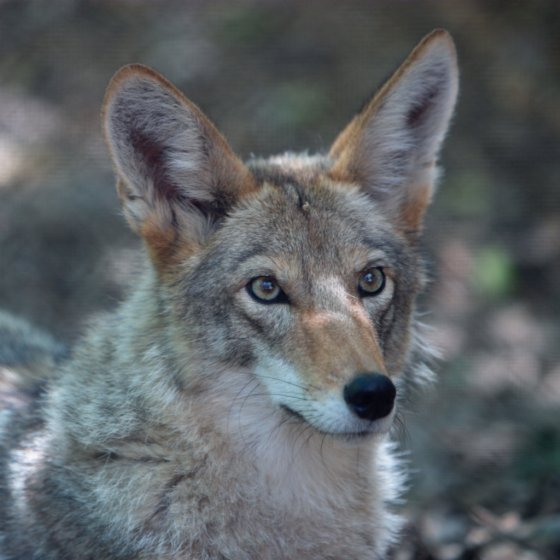 Coyote Point Zoo