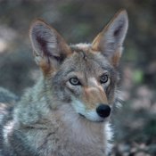 Coyote Point Zoo