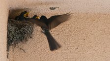 Black phoebe