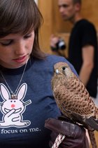 Bird Of Prey Show