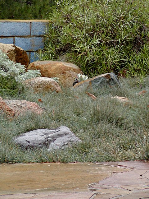Back yard