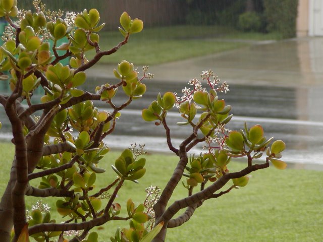 Jade plant