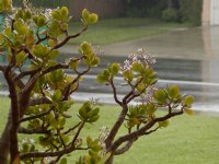 Jade plant