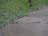 New grass