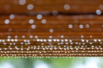 Rainy trellis