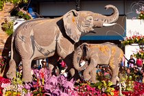 Elephants