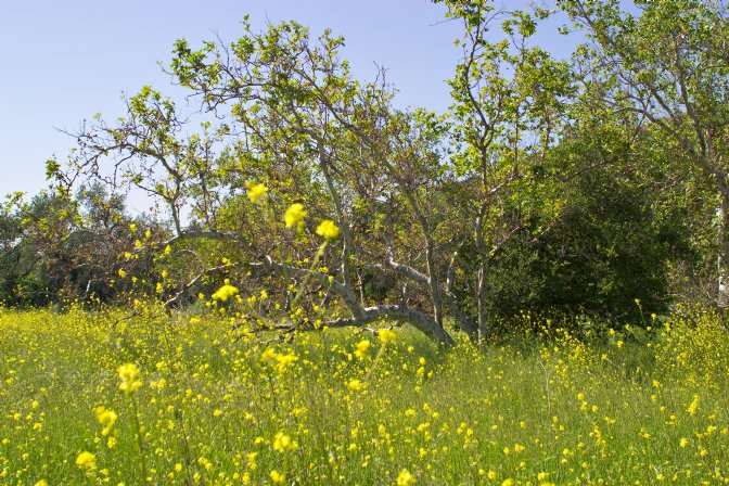 Mustard field