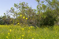 Mustard field