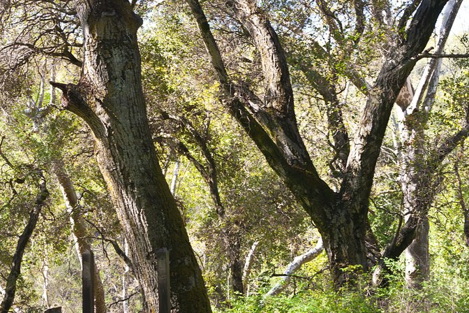 Tree Limbs