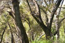 Tree Limbs