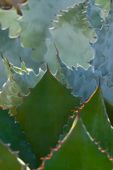 Colored Agaves