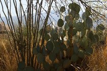 Desert Textures