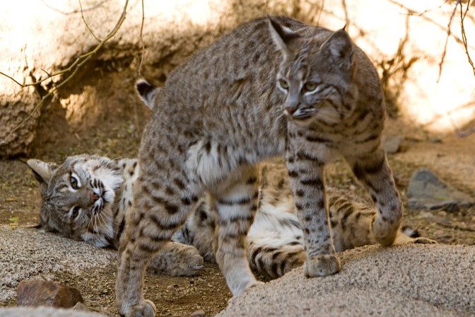Playing Bobcats