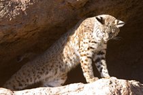 Stretching Bobcat