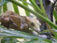 Gecko