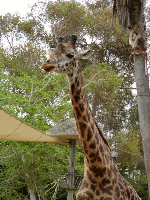 Giraffe