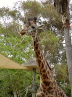 Giraffe