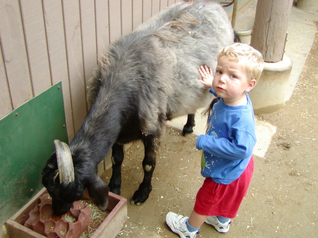 Petting zoo