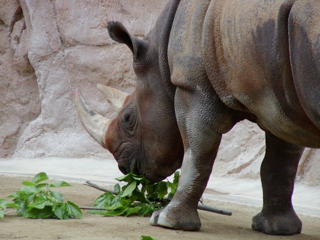Rhinoceros