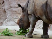 Rhinoceros