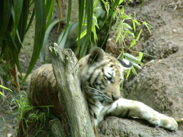 Another tiger
