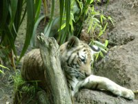 Another tiger