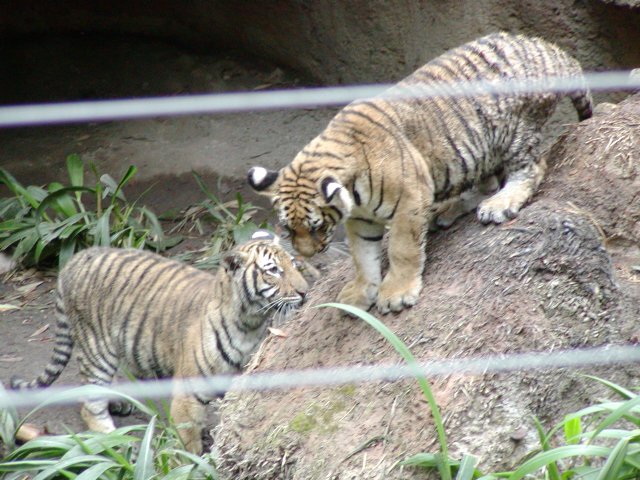 Tigers