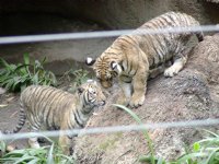 Tigers