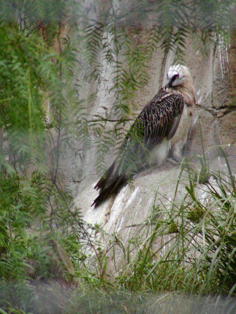 Vulture