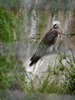 Vulture