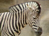 San Diego Zoo