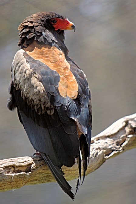 Bateleur
