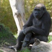 Gorilla