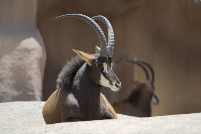 Horn and Hoof Mesa