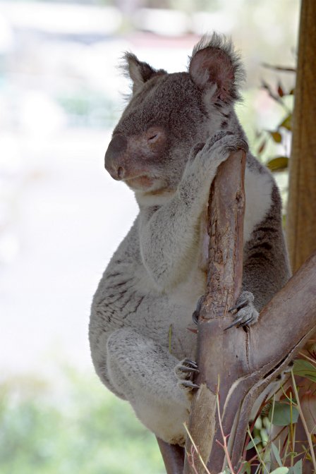 Koala