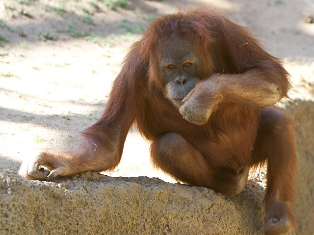 Little Orangutan