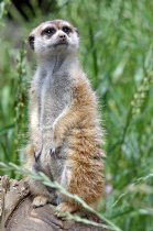 Meerkat